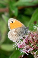 Coenonympha pamphilus (1)